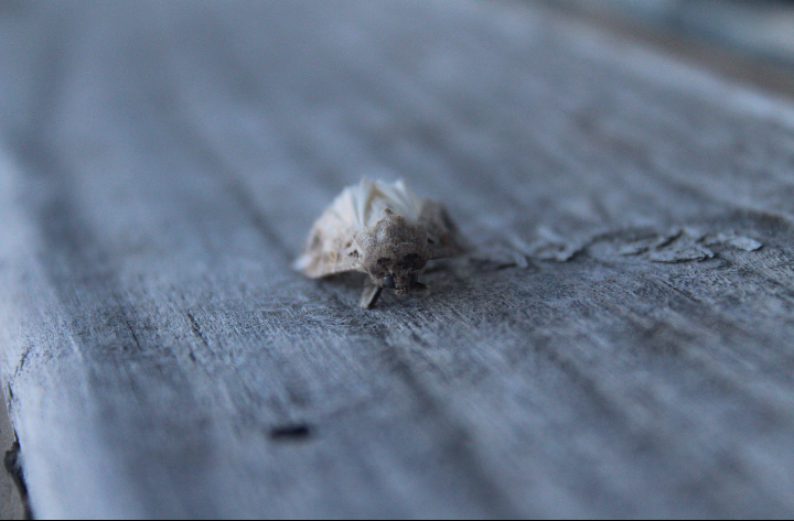 Image of a moth that makes the head look like a human skull