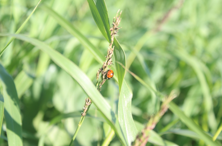 image of a ladybug on a piece of grass